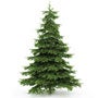 coniferous