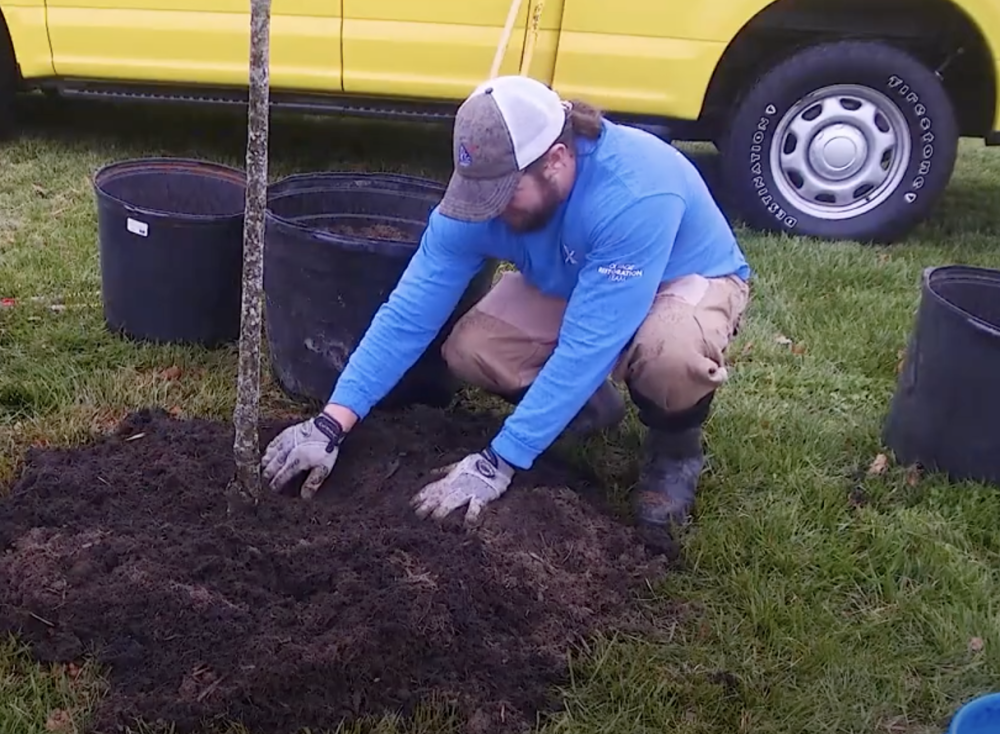 tree planting