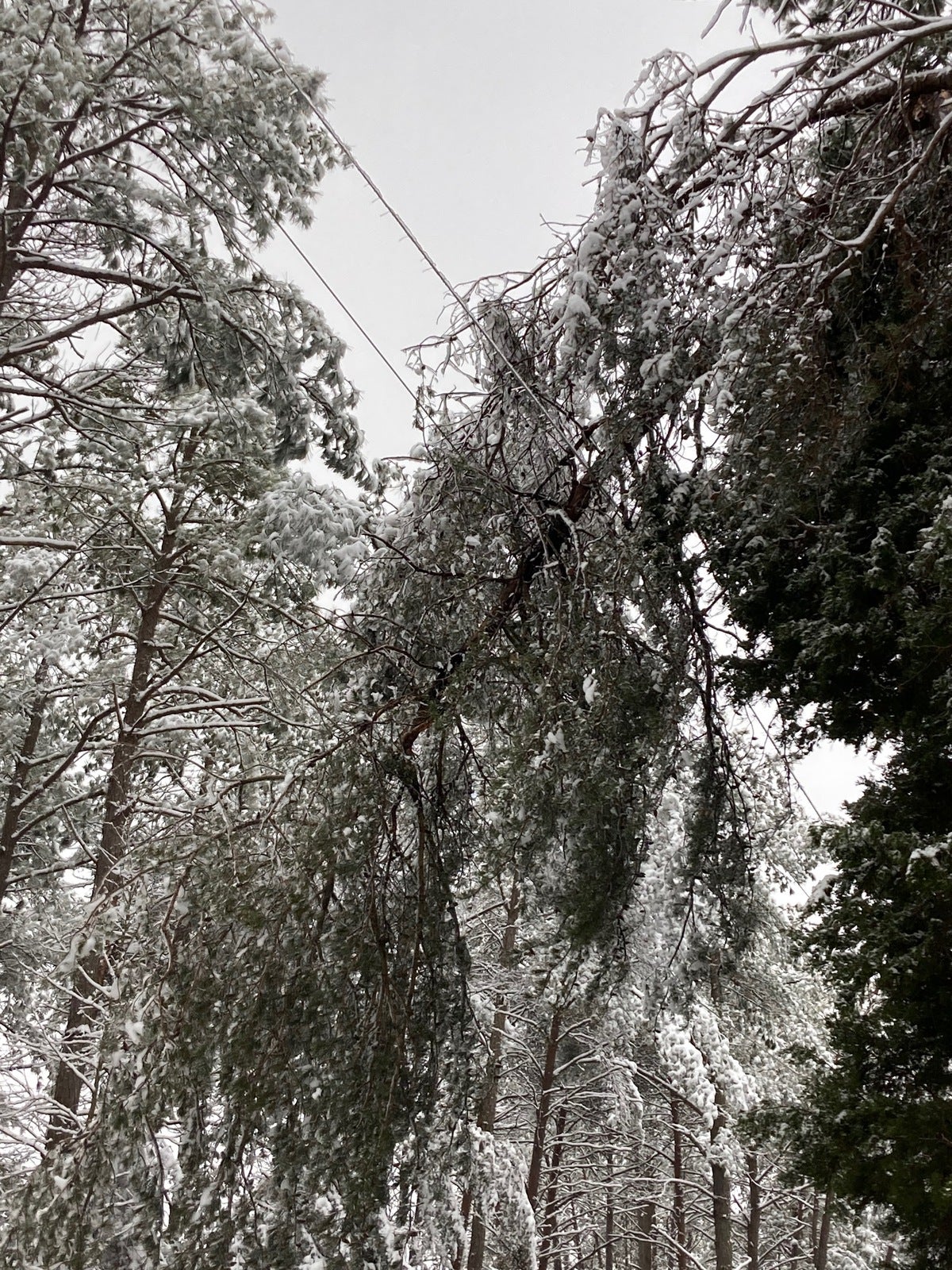 https://www.myrec.coop/sites/default/files/revslider/image/tree_broken_in_half_near_Marye_Rd_in_Spotsylvania.jpeg.jpg