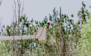 Pruning With a Purpose Cover Photo