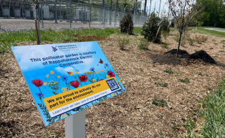 pollinator garden