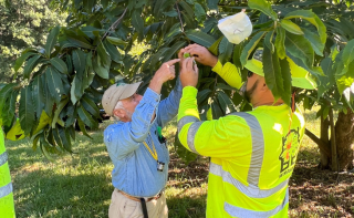chestnut pollination