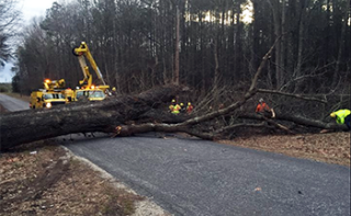 Tree damage